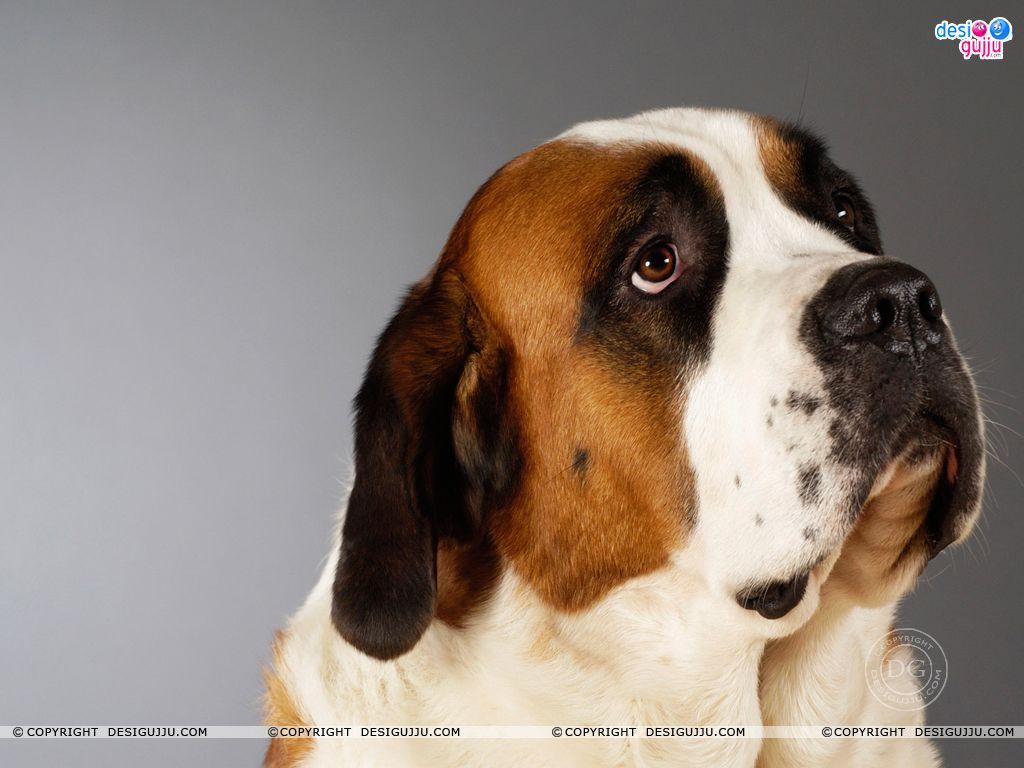 Dog - 4 Wallpapers - Bollywood Wallpapers Download, Indian Hot Celebrities Wallpapers, Bollywood Actors And Actorsses, Hot Wallpapers Download, Desktop Wallpapers, Sexy Bollywood Actresses Dog - 4 Wallpapers - Bollywood Wallpapers Download, Indian Hot Celebrities Wallpapers, Bollywood Actors And Actorsses, Hot Wallpapers Download, Desktop Wallpapers, Sexy Bollywood Actresses