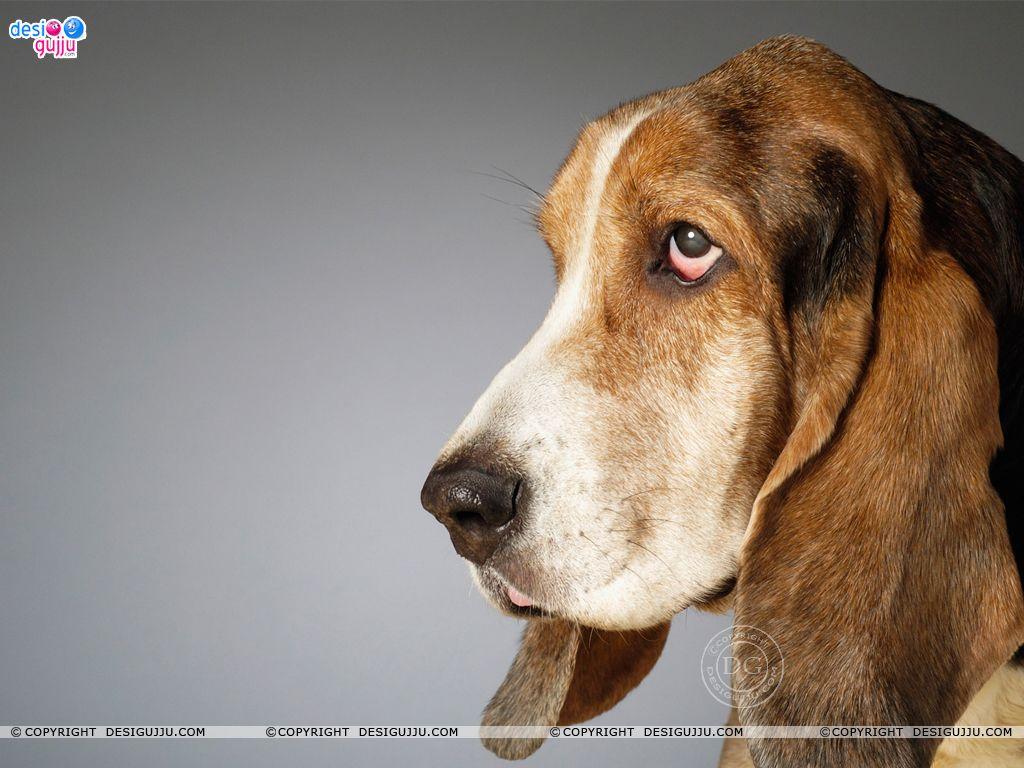 Dog - 11 Wallpapers - Bollywood Wallpapers Download, Indian Hot Celebrities Wallpapers, Bollywood Actors And Actorsses, Hot Wallpapers Download, Desktop Wallpapers, Sexy Bollywood Actresses Dog - 11 Wallpapers - Bollywood Wallpapers Download, Indian Hot Celebrities Wallpapers, Bollywood Actors And Actorsses, Hot Wallpapers Download, Desktop Wallpapers, Sexy Bollywood Actresses