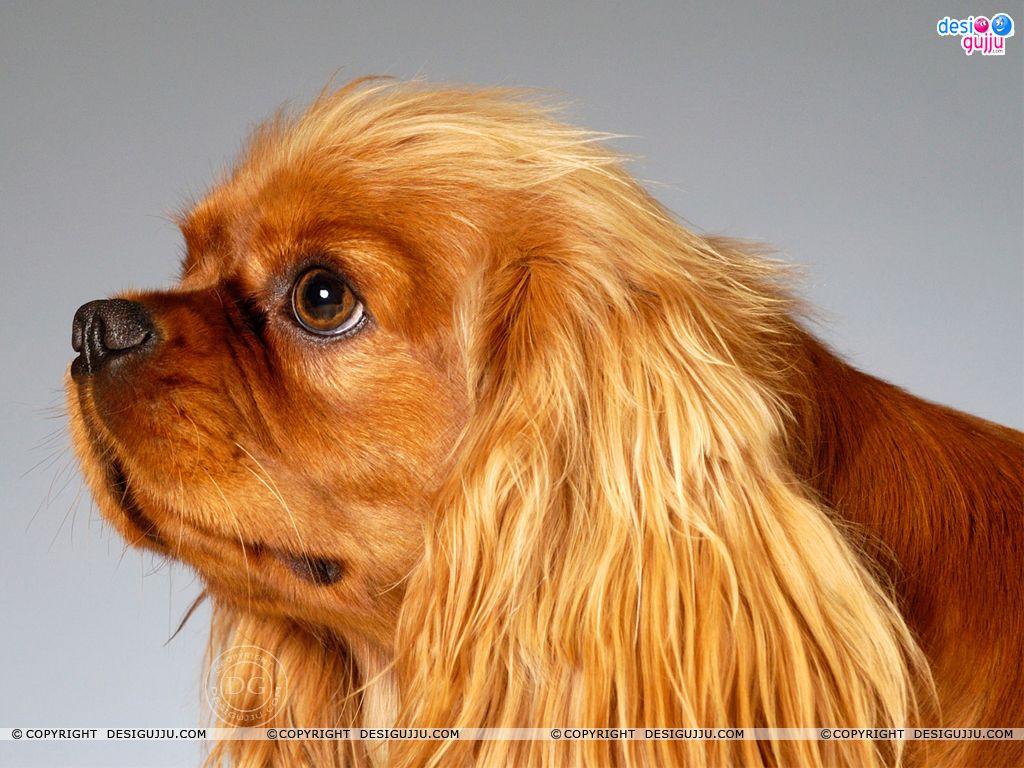 Dog - 15 Wallpapers - Bollywood Wallpapers Download, Indian Hot Celebrities Wallpapers, Bollywood Actors And Actorsses, Hot Wallpapers Download, Desktop Wallpapers, Sexy Bollywood Actresses Dog - 15 Wallpapers - Bollywood Wallpapers Download, Indian Hot Celebrities Wallpapers, Bollywood Actors And Actorsses, Hot Wallpapers Download, Desktop Wallpapers, Sexy Bollywood Actresses