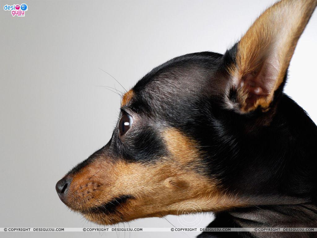 Dog - 26 Wallpapers - Bollywood Wallpapers Download, Indian Hot Celebrities Wallpapers, Bollywood Actors And Actorsses, Hot Wallpapers Download, Desktop Wallpapers, Sexy Bollywood Actresses Dog - 26 Wallpapers - Bollywood Wallpapers Download, Indian Hot Celebrities Wallpapers, Bollywood Actors And Actorsses, Hot Wallpapers Download, Desktop Wallpapers, Sexy Bollywood Actresses