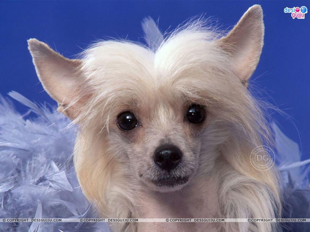 Dog - 49 Wallpapers - Bollywood Wallpapers Download, Indian Hot Celebrities Wallpapers, Bollywood Actors And Actorsses, Hot Wallpapers Download, Desktop Wallpapers, Sexy Bollywood Actresses Dog - 49 Wallpapers - Bollywood Wallpapers Download, Indian Hot Celebrities Wallpapers, Bollywood Actors And Actorsses, Hot Wallpapers Download, Desktop Wallpapers, Sexy Bollywood Actresses
