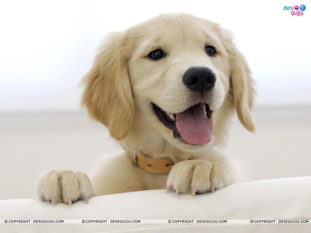 Dog - 50 Wallpapers - Bollywood Wallpapers Download, Indian Hot Celebrities Wallpapers, Bollywood Actors And Actorsses, Hot Wallpapers Download, Desktop Wallpapers, Sexy Bollywood Actresses Dog - 50 Wallpapers - Bollywood Wallpapers Download, Indian Hot Celebrities Wallpapers, Bollywood Actors And Actorsses, Hot Wallpapers Download, Desktop Wallpapers, Sexy Bollywood Actresses