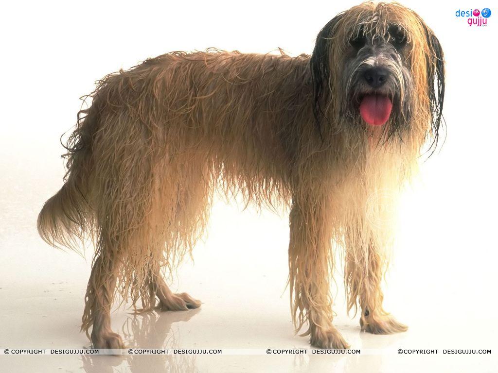 Dog - 69 Wallpapers - Bollywood Wallpapers Download, Indian Hot Celebrities Wallpapers, Bollywood Actors And Actorsses, Hot Wallpapers Download, Desktop Wallpapers, Sexy Bollywood Actresses Dog - 69 Wallpapers - Bollywood Wallpapers Download, Indian Hot Celebrities Wallpapers, Bollywood Actors And Actorsses, Hot Wallpapers Download, Desktop Wallpapers, Sexy Bollywood Actresses
