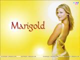 Marigold (2007)