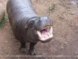 Hippopotamus