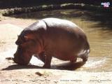 Hippopotamus