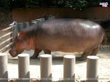 Hippopotamus