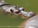 Hippopotamus