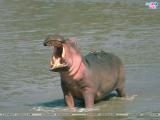 Hippopotamus