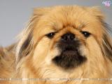 Dogs