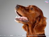 Dogs